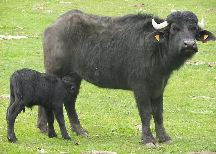 Дом отдыха De Carbonies