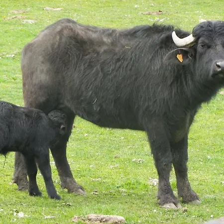 Casa de Férias De Carbonies